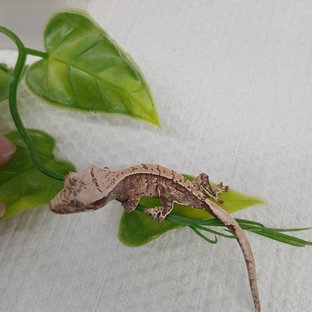 트라이 익스트림할리퀸