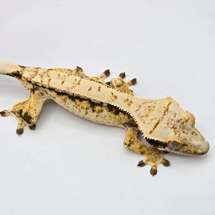 드리피 트라이 익스트림할리퀸