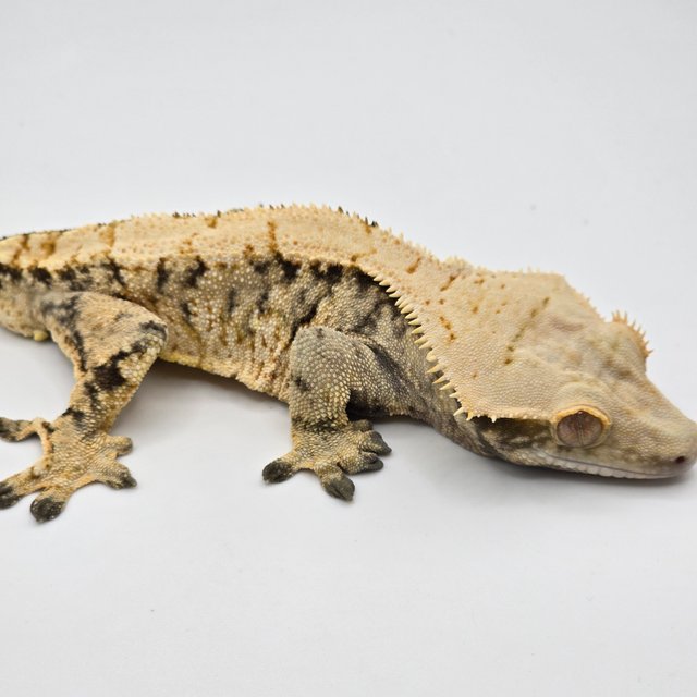 트라이 익스트림할리퀸