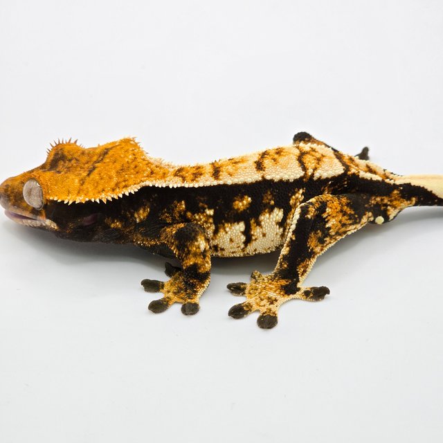 트라이 익스트림할리퀸