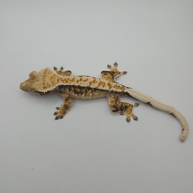 트라이 익스트림할리퀸 쿼드 옐로우