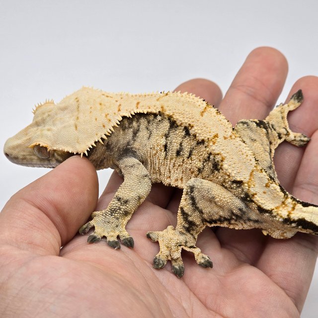 트라이 익스트림할리퀸