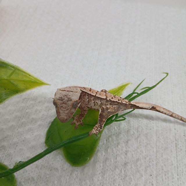 트라이 익스트림할리퀸