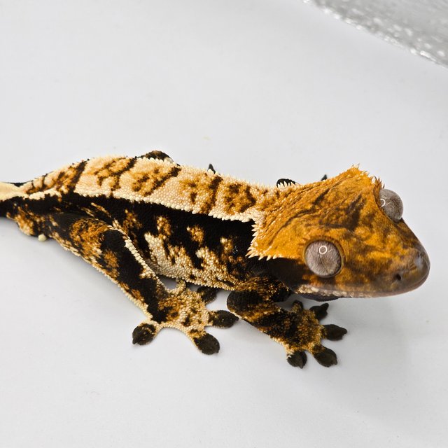 트라이 익스트림할리퀸