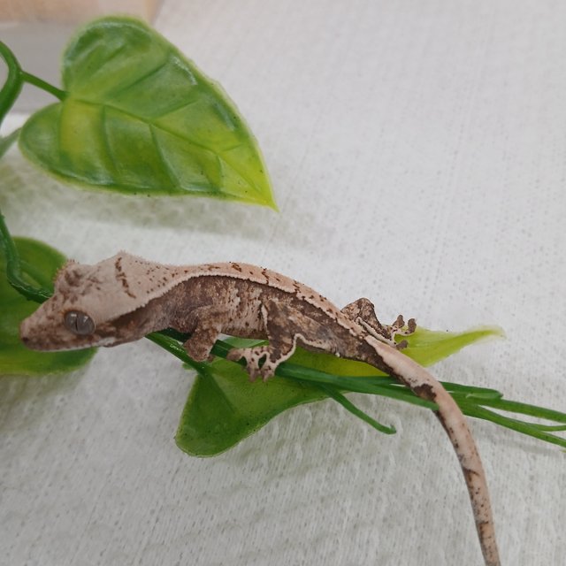 트라이 익스트림할리퀸