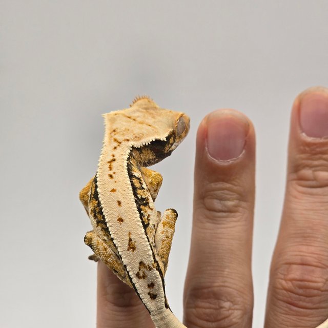 핀스트라이프 풀핀 쿼드 트라이