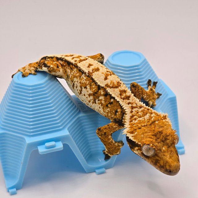 트라이 익스트림할리퀸 화이트스팟 화이트포트홀