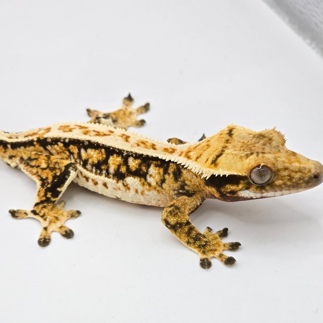 쿼드 풀핀 트라이