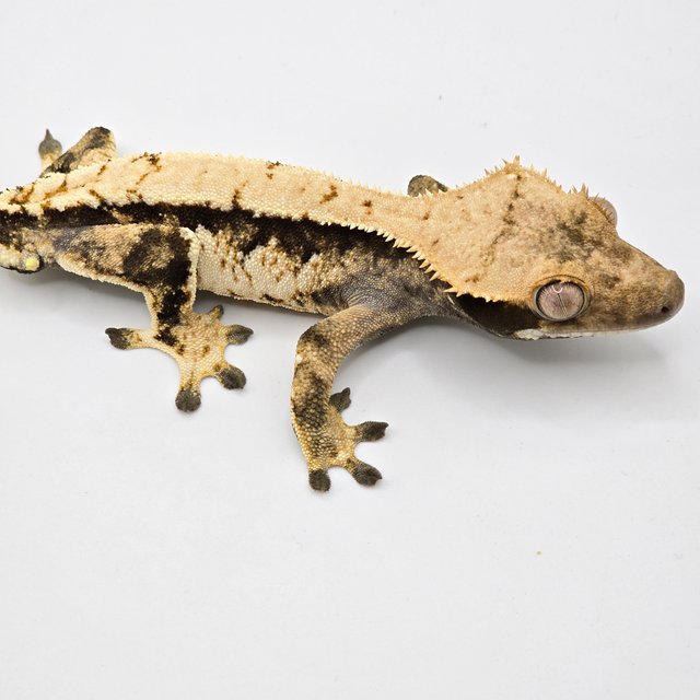 트라이 익스트림할리퀸