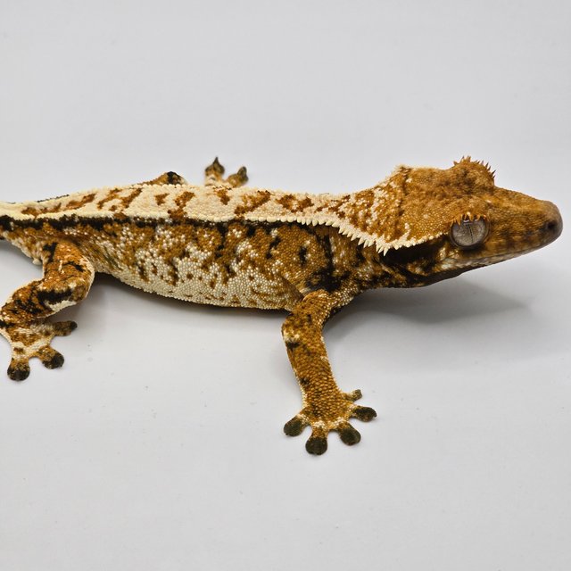 트라이 익스트림할리퀸 화이트스팟 화이트포트홀