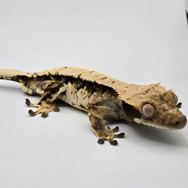 트라이 익스트림할리퀸