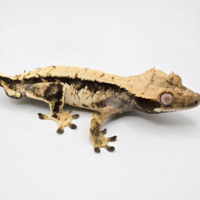 트라이 익스트림할리퀸