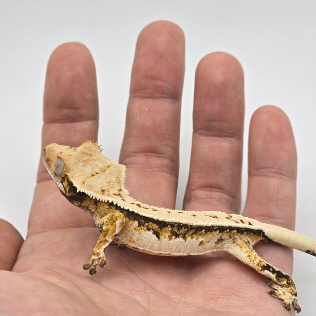 핀스트라이프 풀핀 쿼드 트라이