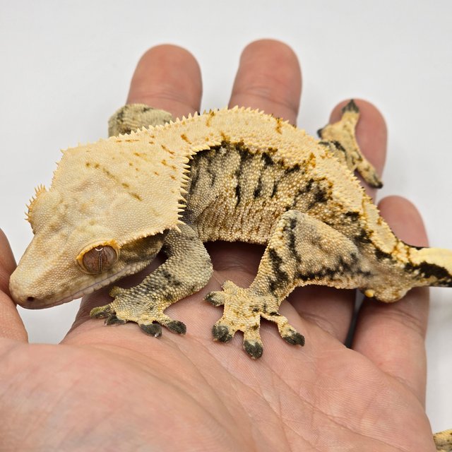 트라이 익스트림할리퀸