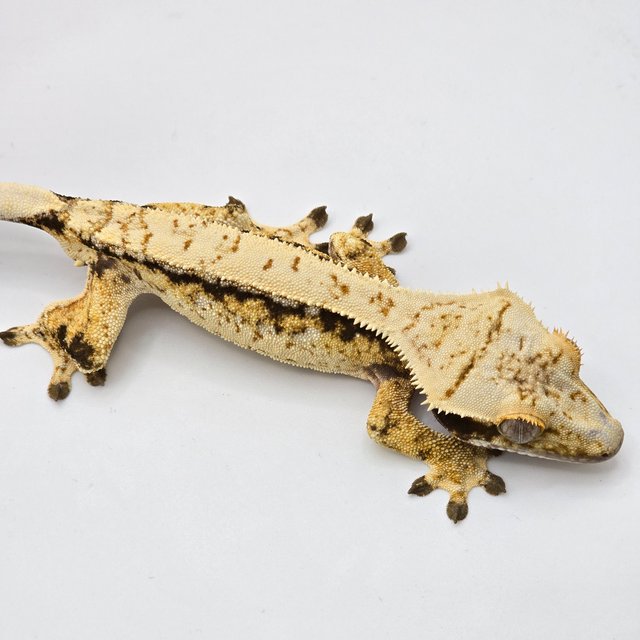 드리피 트라이 익스트림할리퀸