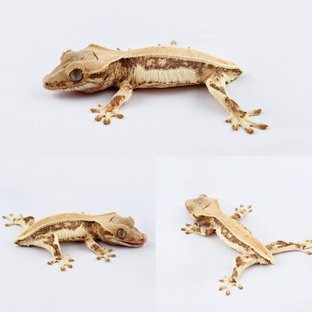 릴리화이트 솔리드백 풀핀