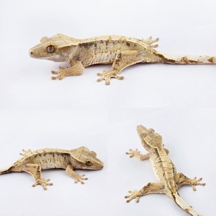 노멀 트라이 드리피 쿼드