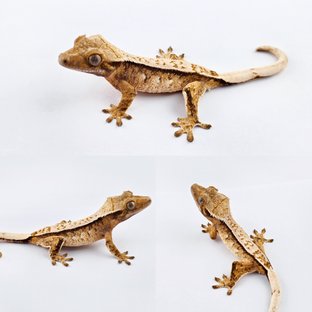 노멀 트라이 쿼드 화이트핀 풀핀