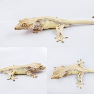 릴리화이트 솔리드백 풀핀