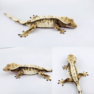 노멀 트라이 익스트림할리퀸 드리피 화이트스팟