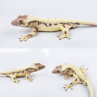 풀핀 솔리드백 릴리 세이블