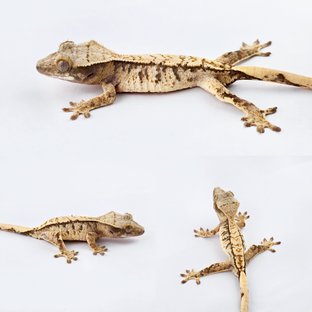 노멀 트라이 화이트스팟 쿼드