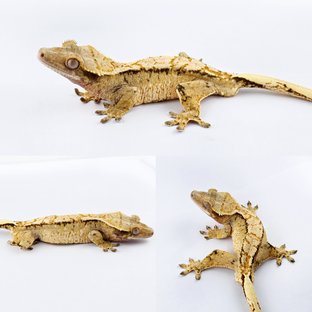 노멀 트라이 익스트림할리퀸