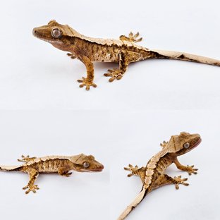 노멀 트라이 익스트림할리퀸 화이트스팟