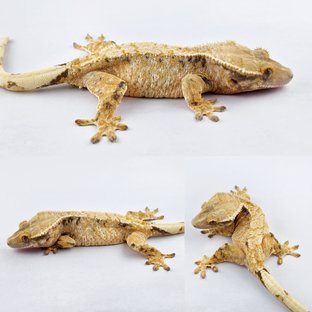 노멀 트라이 드리피 화이트스팟 익스트림할리퀸 화이트핀