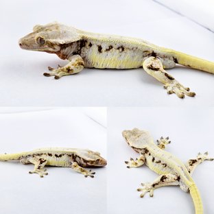 릴리화이트 풀핀