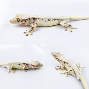 릴리화이트 풀핀