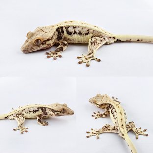 릴리화이트 풀핀