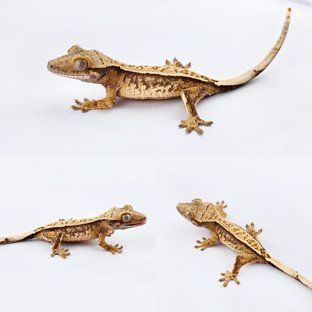 노멀 트라이 풀핀