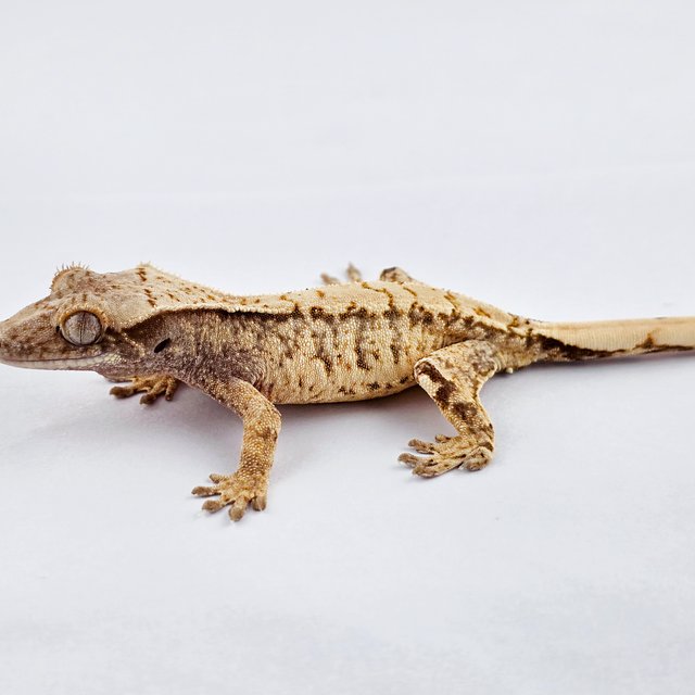 노멀 트라이 드리피 익스트림할리퀸 화이트스팟