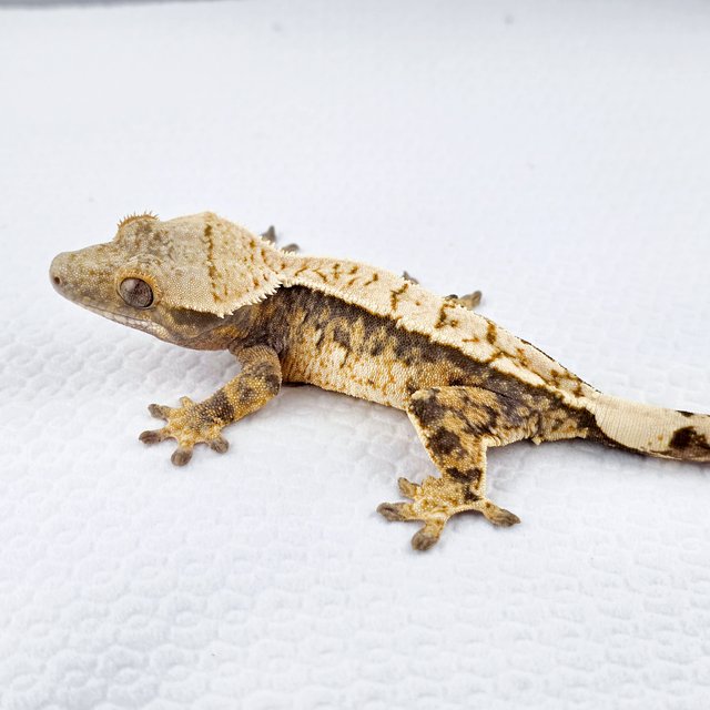 노멀 트라이 익스트림할리퀸 풀핀