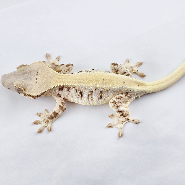 릴리화이트 풀핀