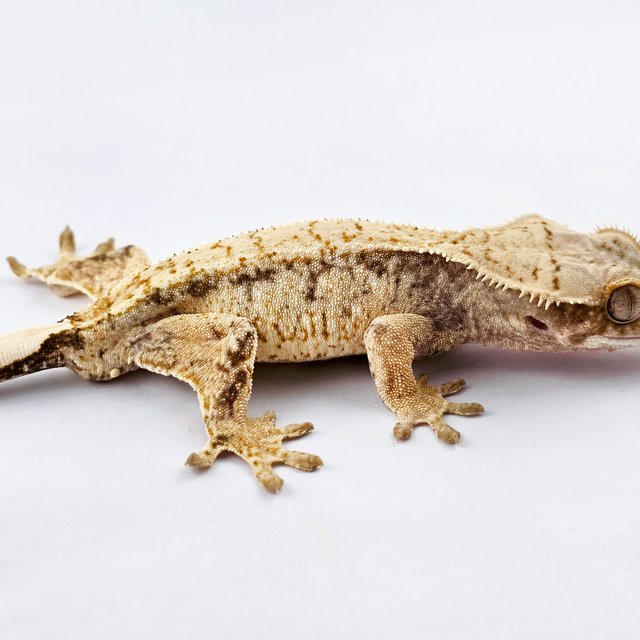 노멀 트라이 익스트림할리퀸 화이트스팟