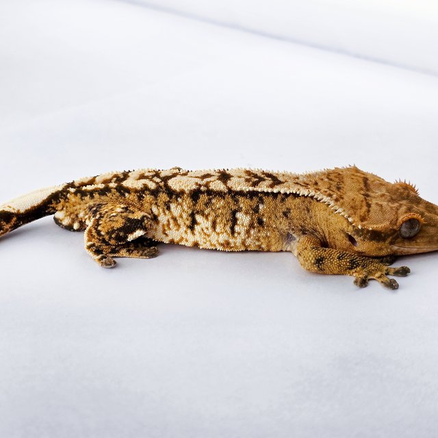 노멀 트라이 익스트림할리퀸 텐저린 화이트핀