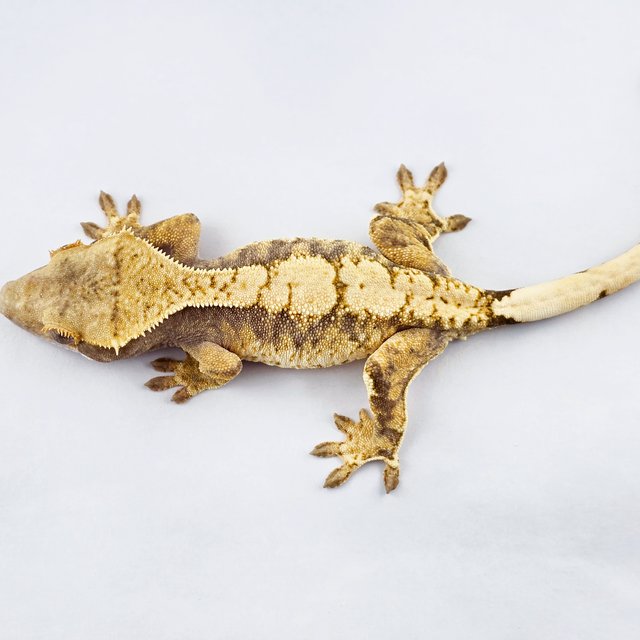 노멀 트라이 익스트림할리퀸 드리피