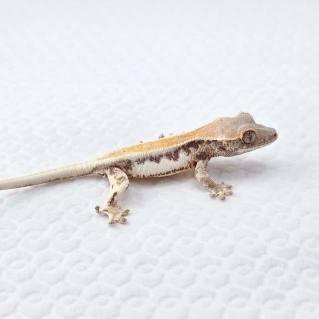 릴리 세이블 솔리드백