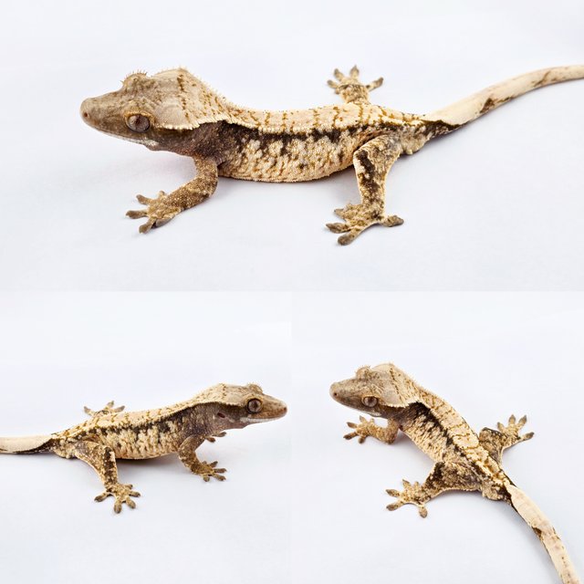 노멀 트라이 드리피 화이트스팟 화이트포트홀