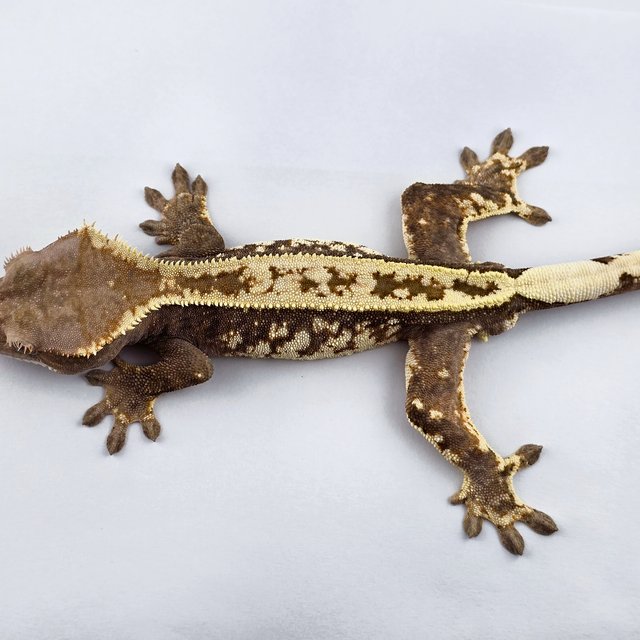 카푸치노 쿼드 화이트스팟 화이트핀 풀핀