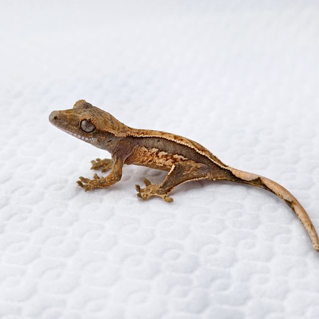 쿼드 풀핀 노멀