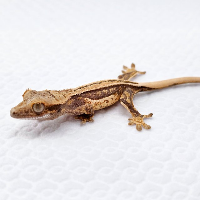 노멀 쿼드 풀핀