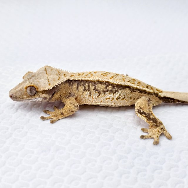 노멀 트라이 풀핀 드리피