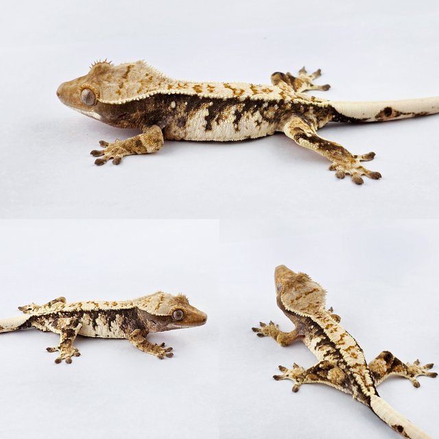 노멀 쿼드 화이트핀 트라이 화이트포트홀