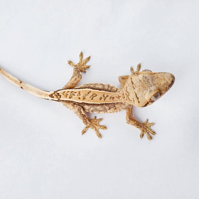 노멀 트라이 쿼드 풀핀