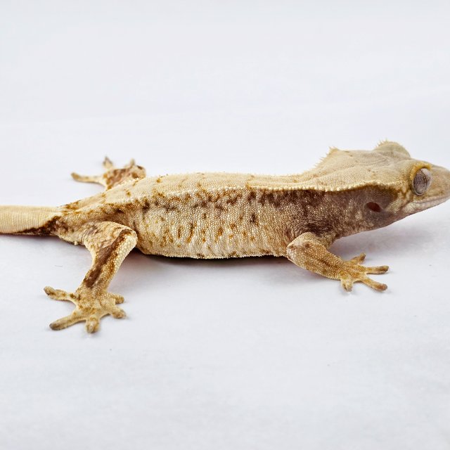 노멀 트라이 익스트림할리퀸 솔리드백