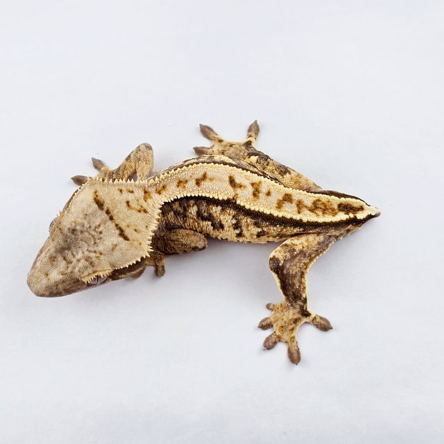 노멀 트라이 익스트림할리퀸 풀핀 화이트스팟