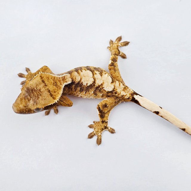 노멀 트라이 익스트림할리퀸 드리피 화이트스팟